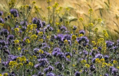 Komentár k textom na 16. nedeľu v období cez rok „A“ Komentár k textom na 16. nedeľu v období cez rok „A“