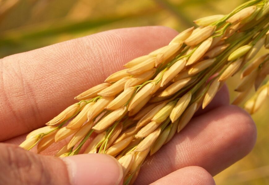 Komentáre k textom na 11. nedeľu cez rok „B“ Komentáre k textom na 11. nedeľu cez rok „B“