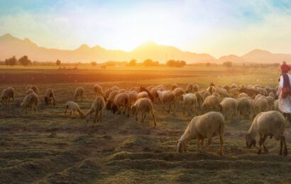 Komentáre k textom na 16. nedeľu cez rok „B“